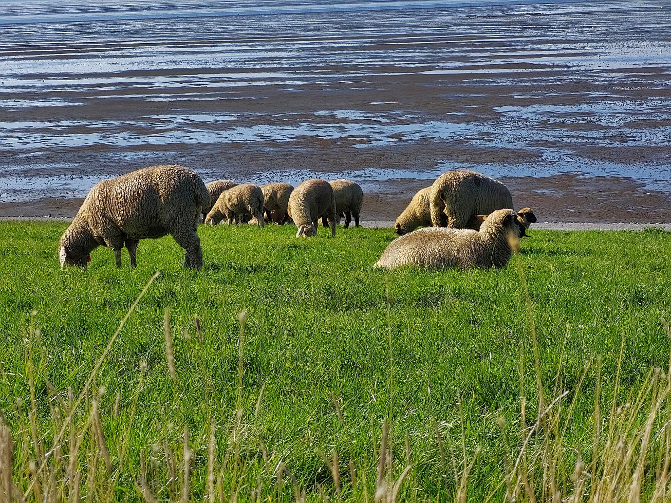 Schafe auf einer Wiese an der Nordsee, ein Bild von unserer Wohnmobilreise