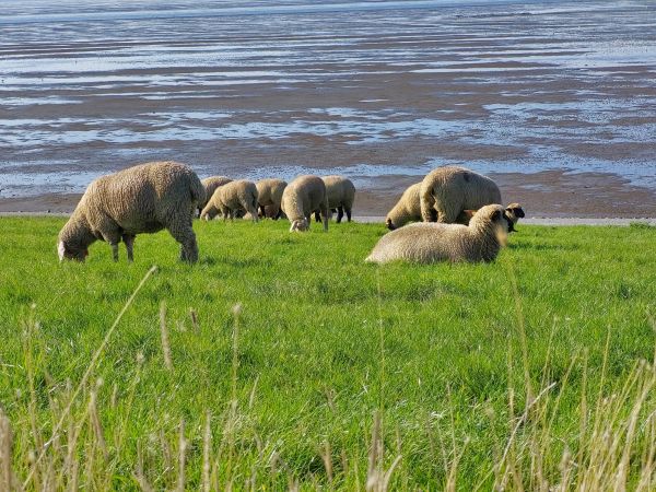 Krummhörn Greetsiel – unsere zweite Heimat im Herzen…
